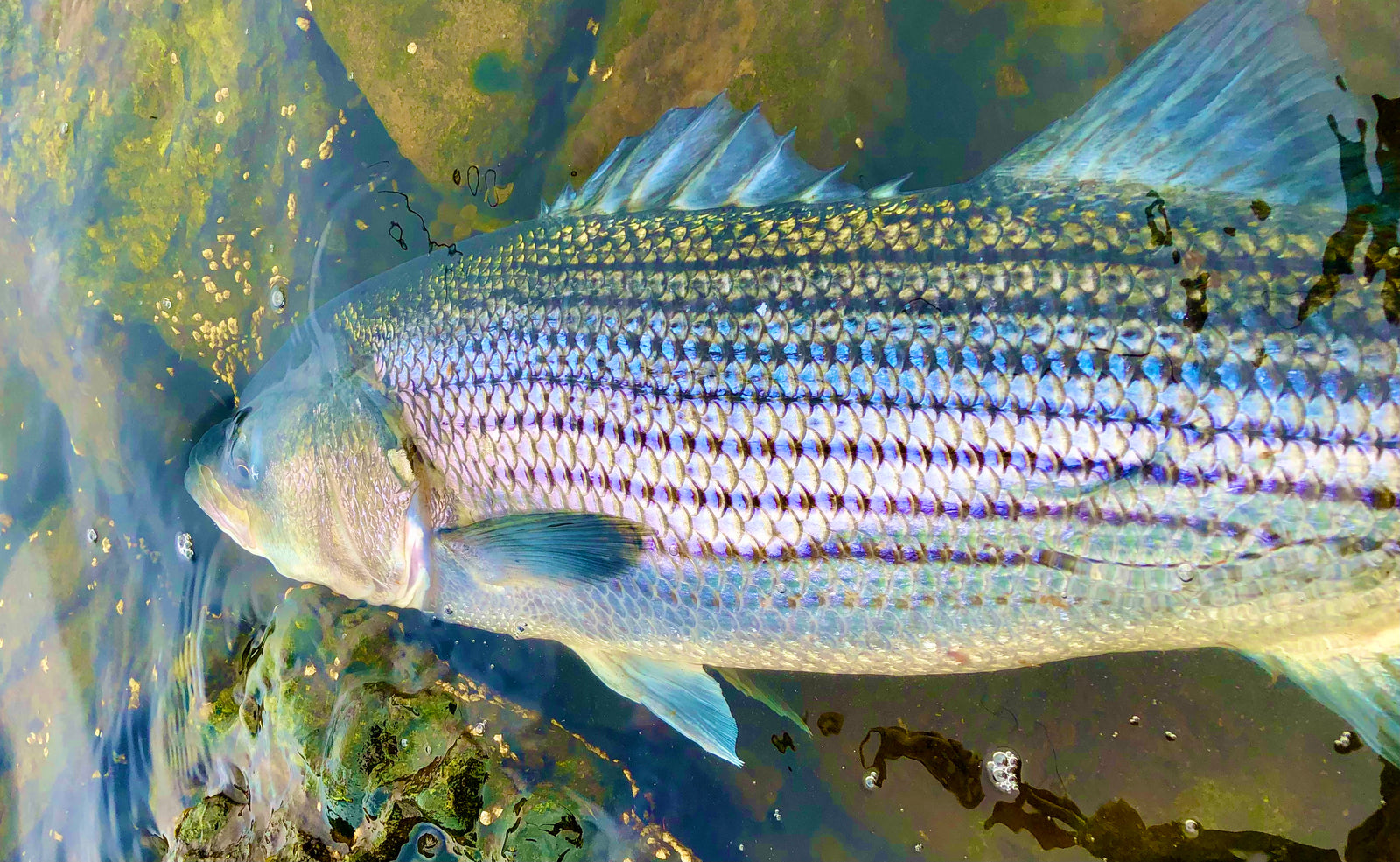 Circle Hooks: Part 2