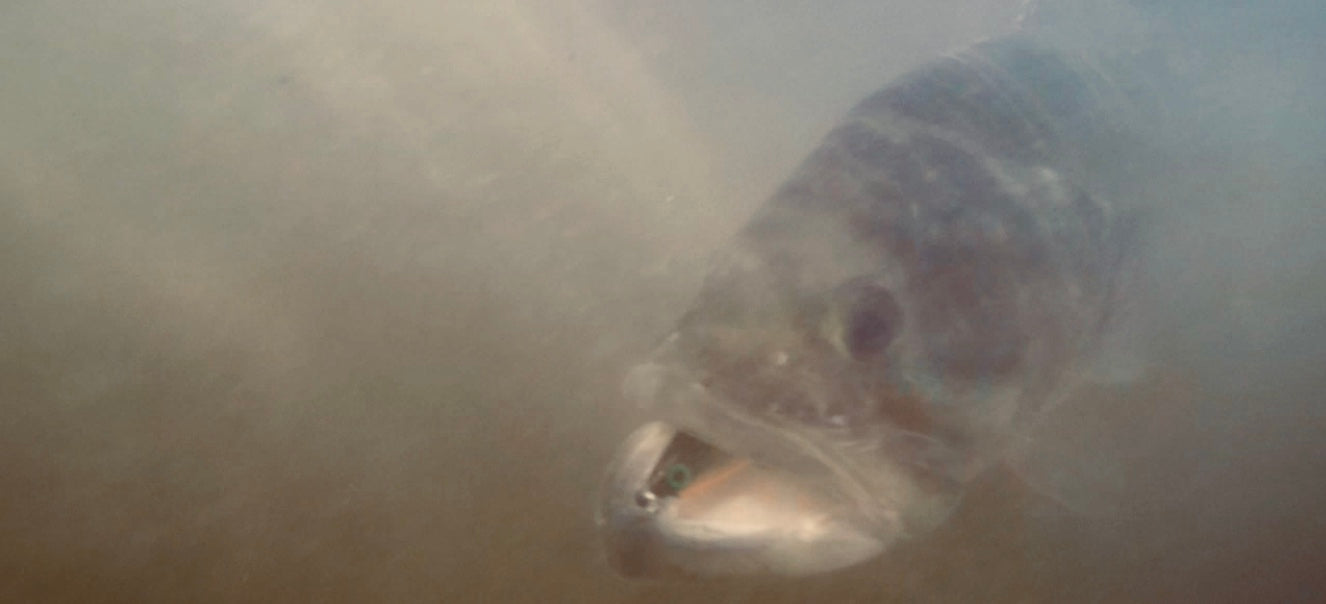 Surfcasting for Largemouths