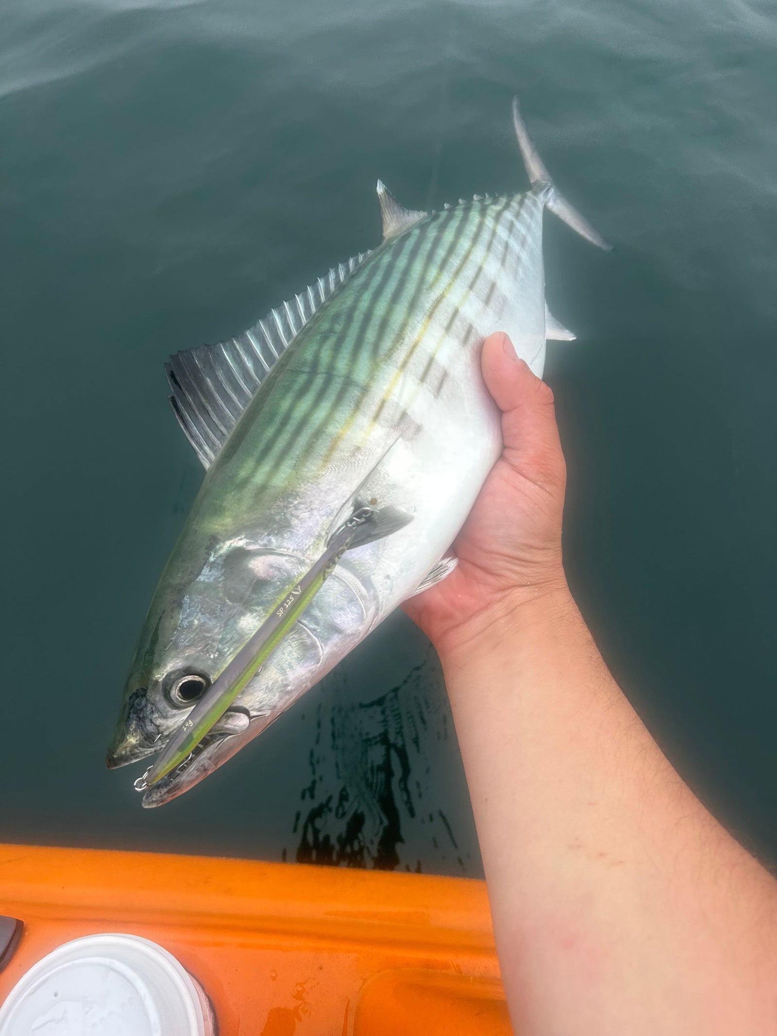 Fishing Forecast - June New Moon