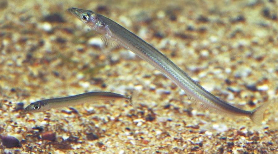 Tackle and Tactics: The Sand Eel Bite - Ed Mitchell