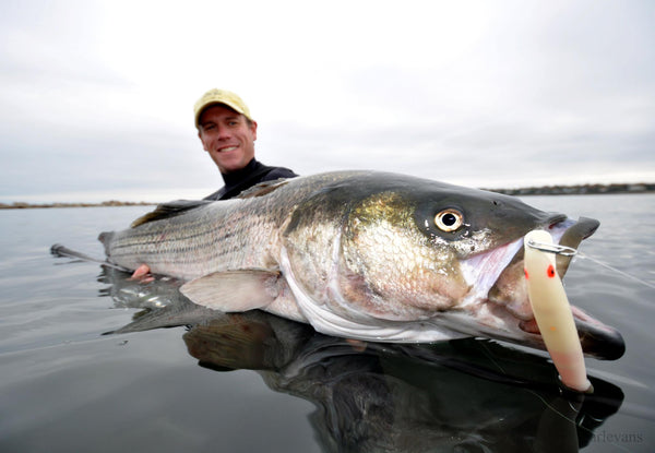 Catch Your Biggest Striped Bass From the Surf This Spring - The Saltwater  Edge
