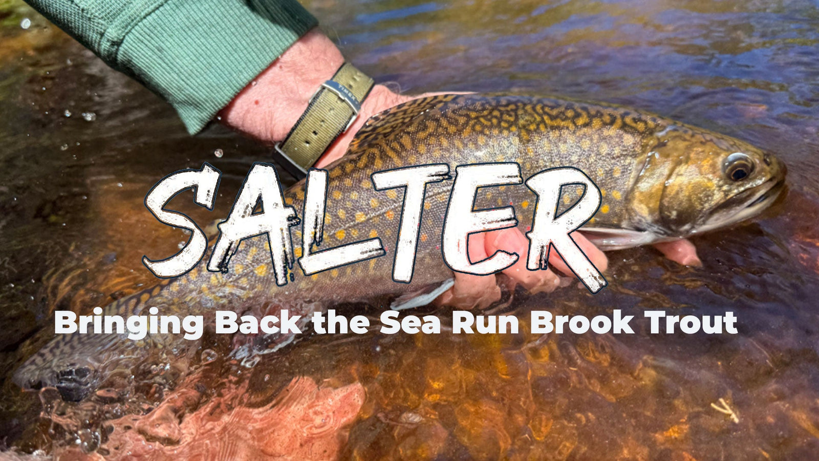A chrome sea-run brook trout, or salter, held just above the water of a Cape Cod stream