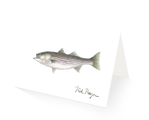 Nick Mayer Note Cards 30lb Striper