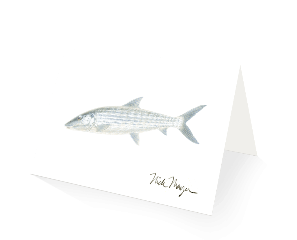 Nick Mayer Note Cards Bonefish