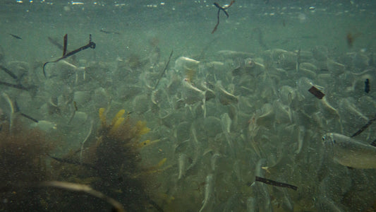 How Wind Impacts the Bait at Your Striper Spots