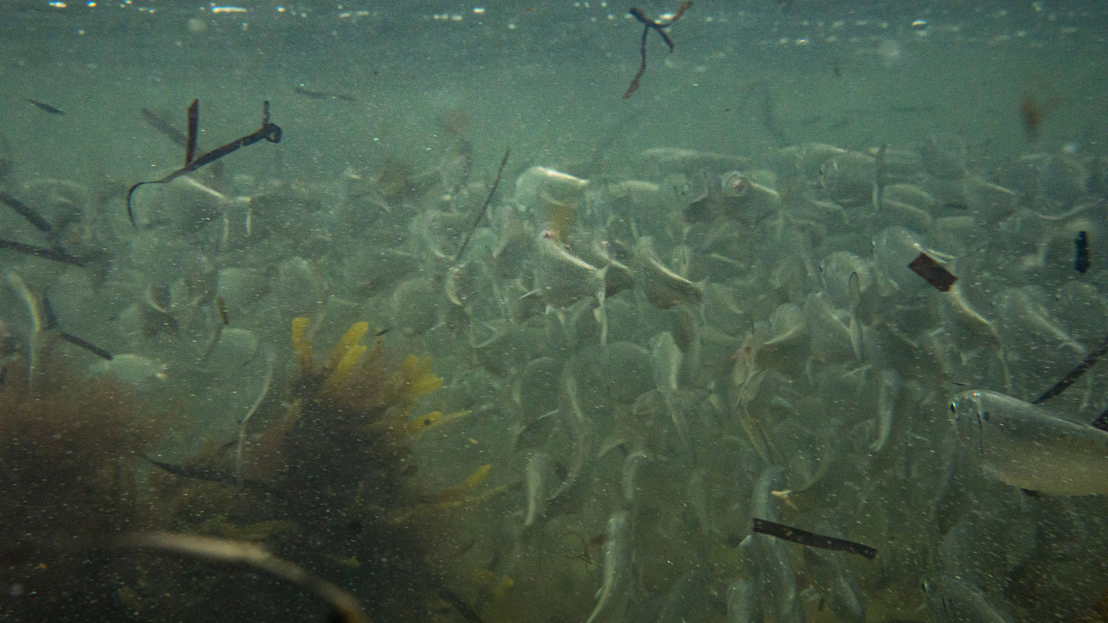 How Wind Impacts the Bait at Your Striper Spots