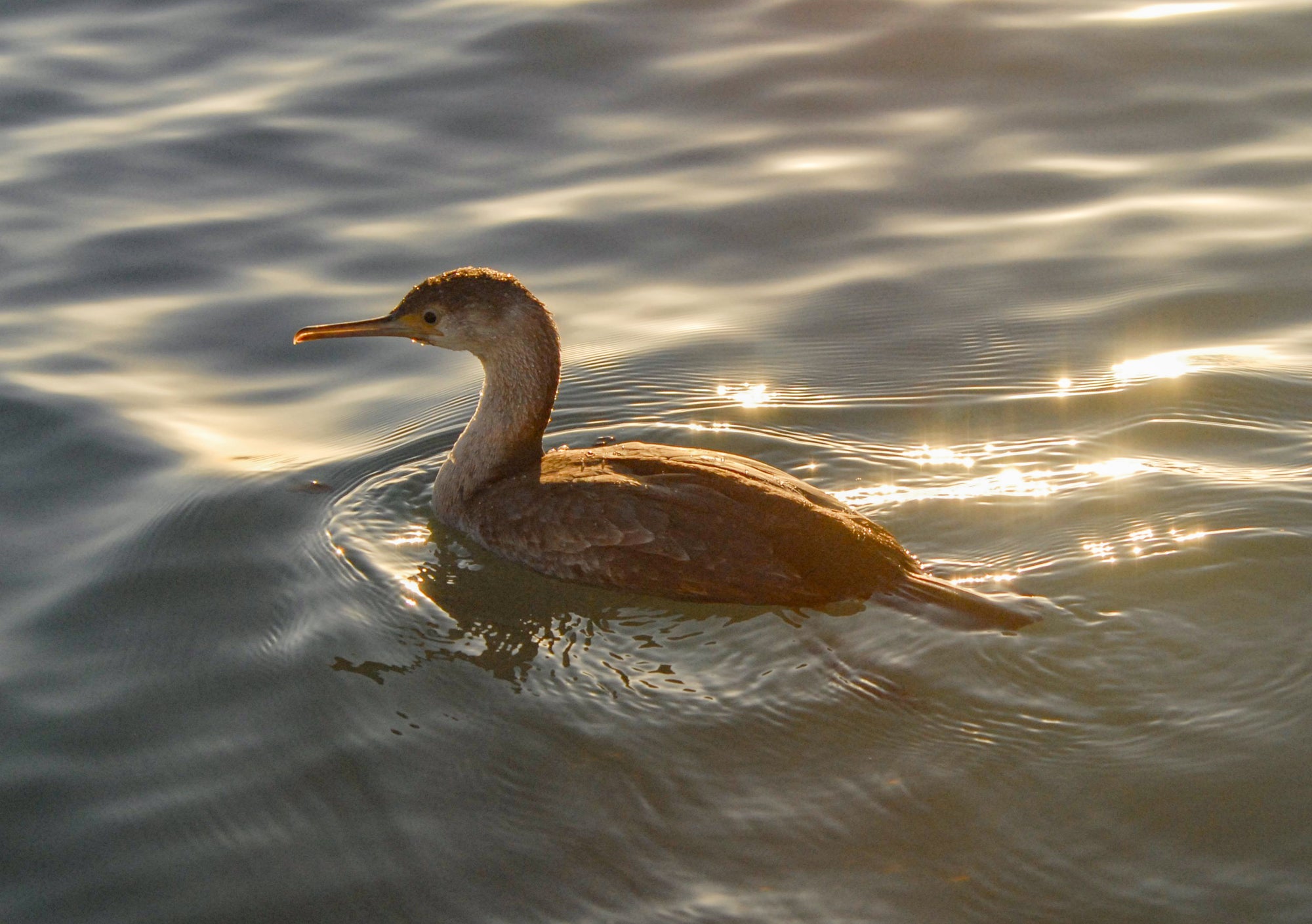 Fishing for Marine Birds by John L. Field