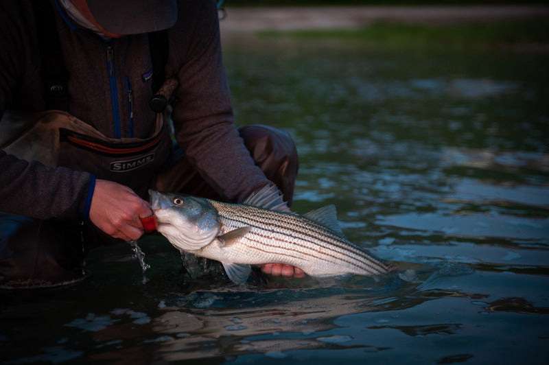 Tackle and Tactics for Schoolie Striped Bass