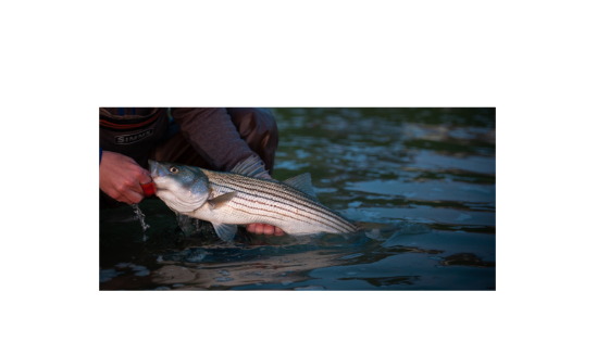 Save Stripers - Win Prizes