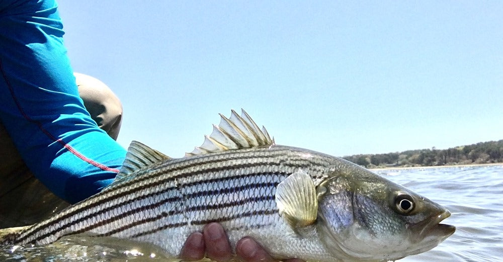 Saltwater Edge Amendment 7 Public Comment Letter