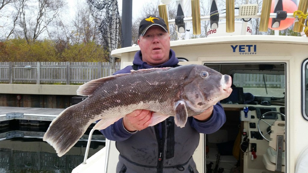 Tautog Fishing: Location, Tackle, and Technique