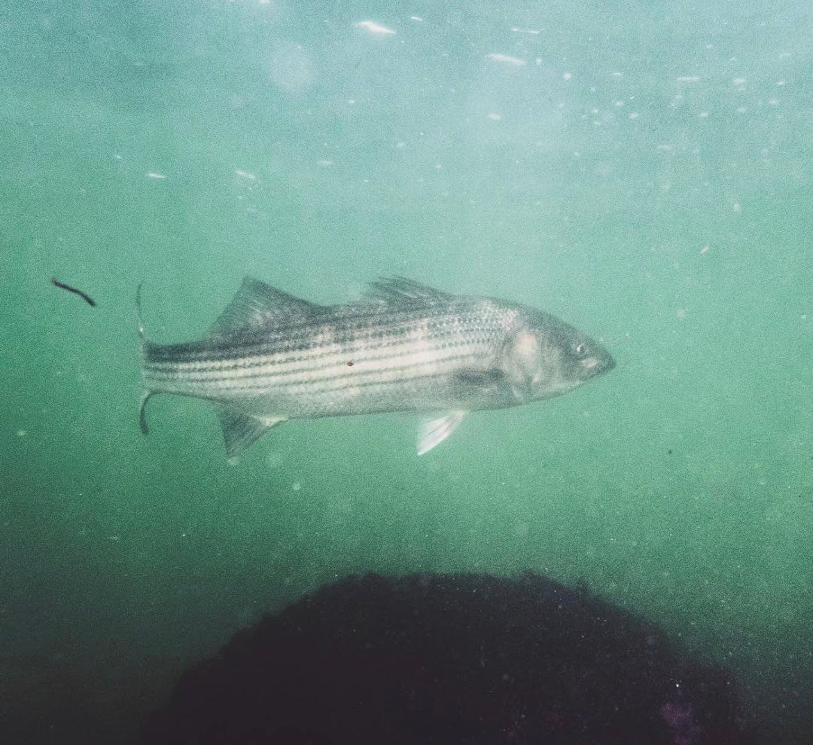 large striped bass in boulder field