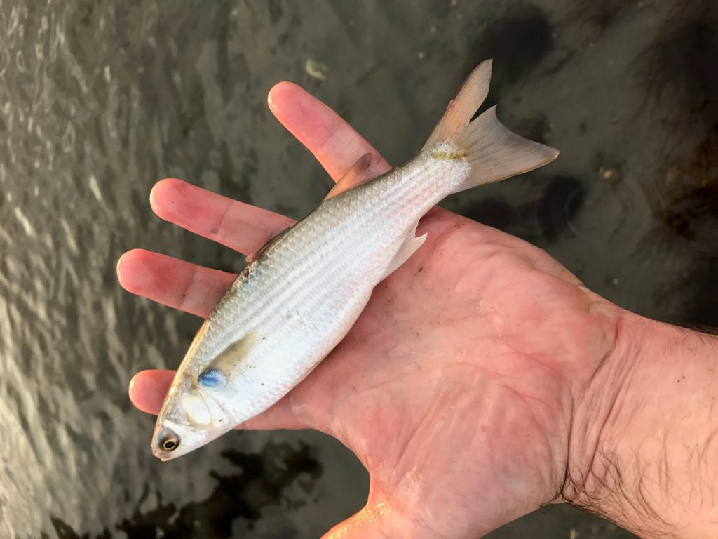 Mullet - The Mystery Baitfish of Fall