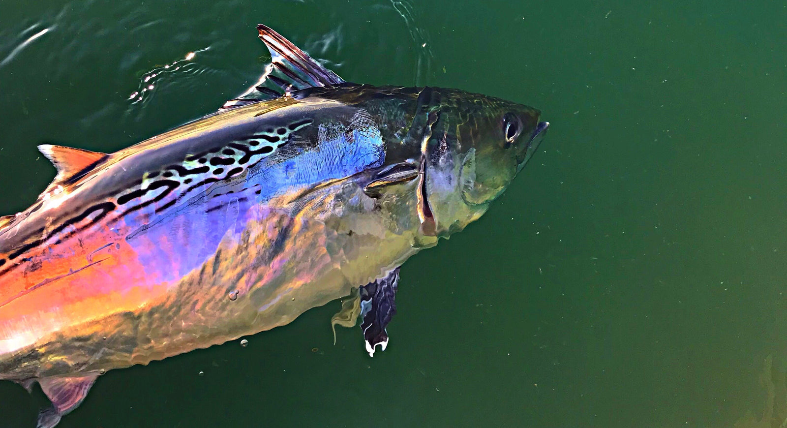 Six Tactics To Cure Albie Fever