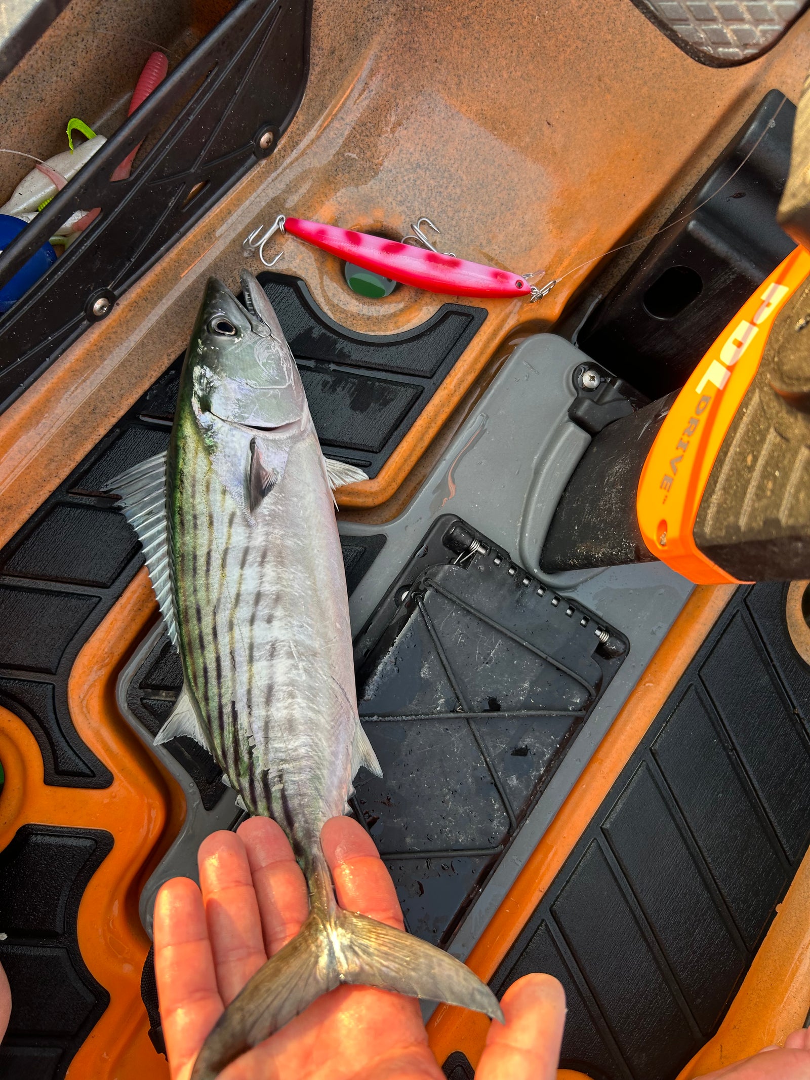 Fishing Forecast - August New Moon