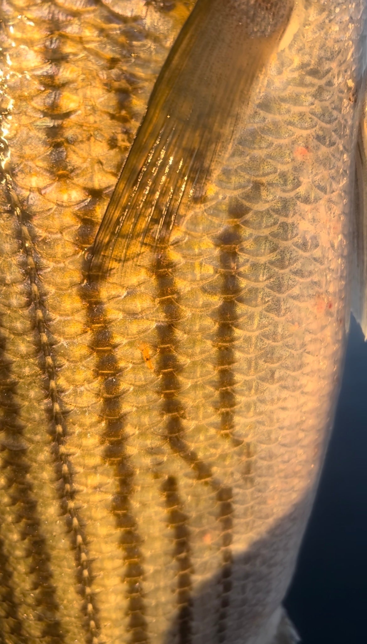 Fishing Forecast - April New Moon 2025