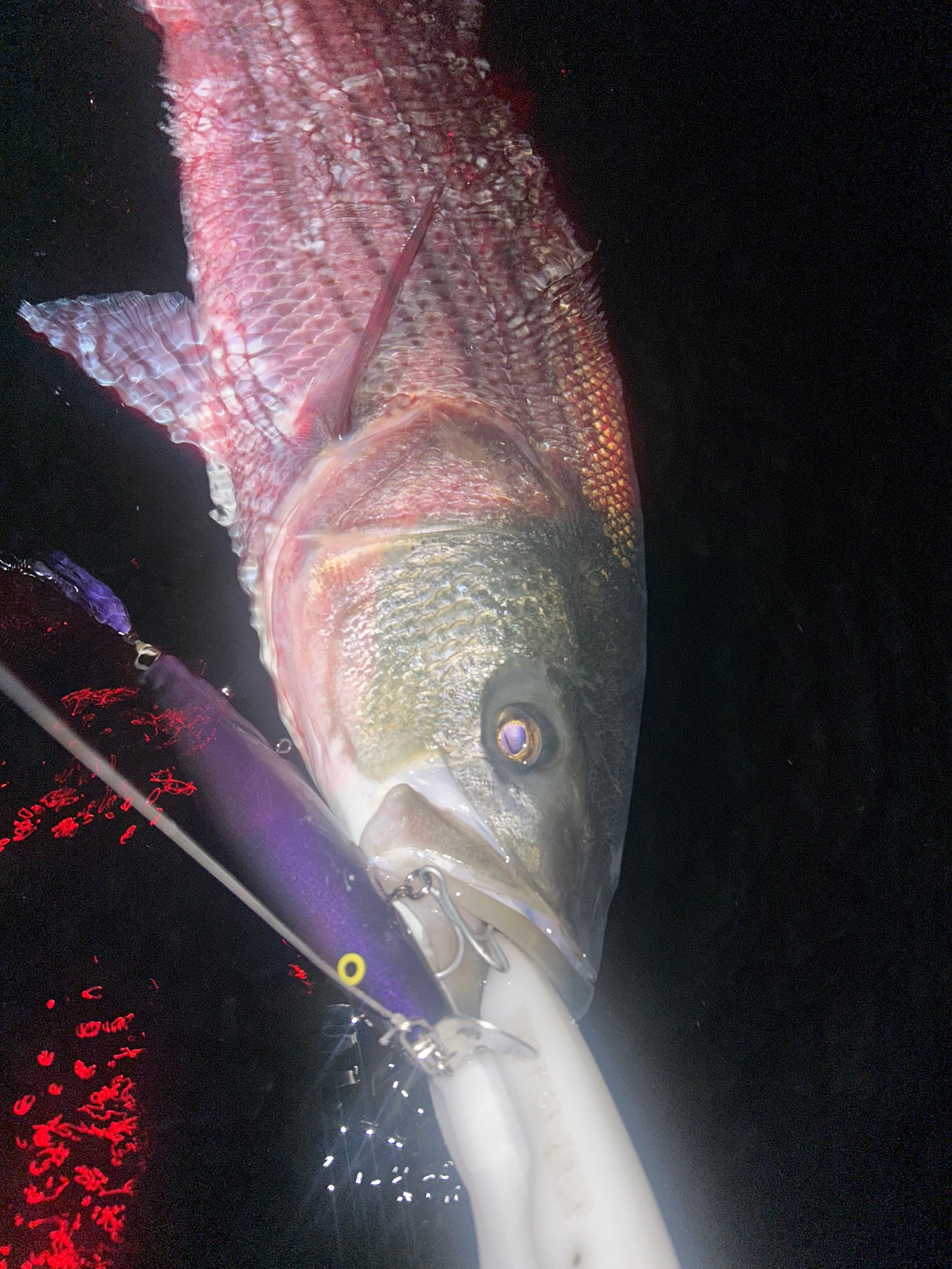 Fishing Forecast - June Full Moon