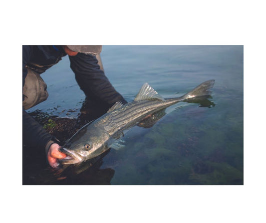 ASMFC Public Comment 5.23.23 - Saltwater Edge