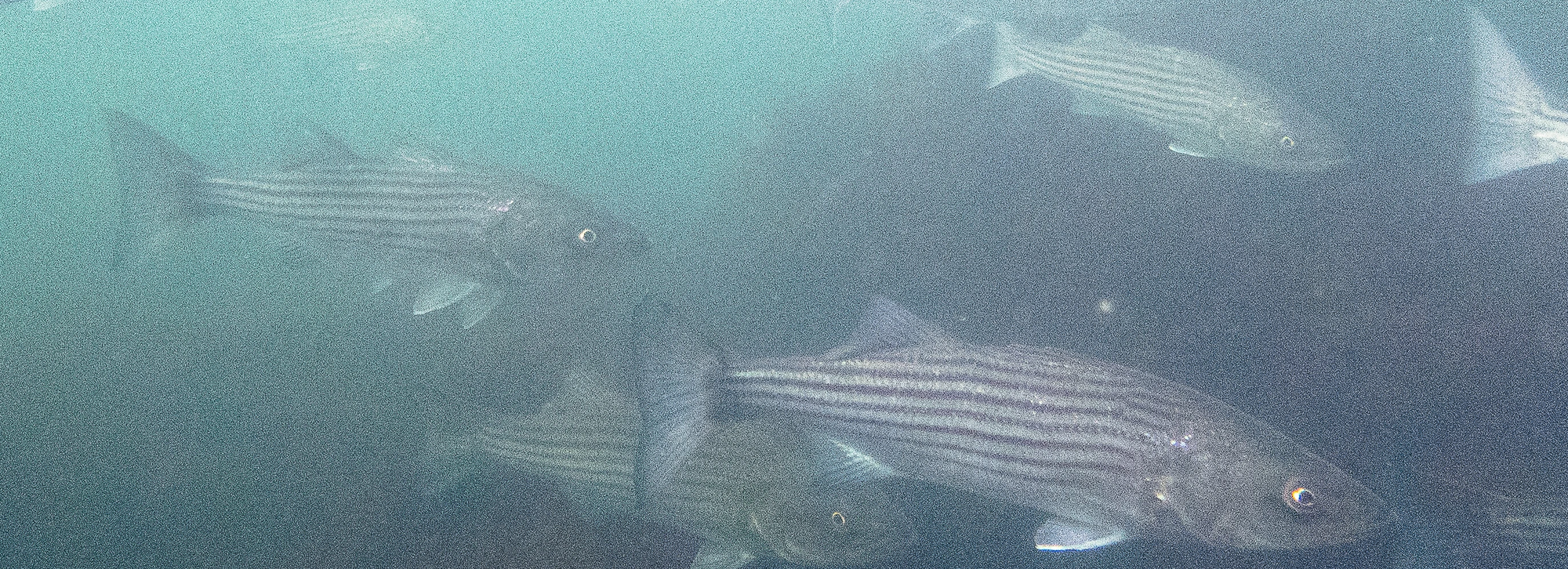 Comments on Atlantic Striped Bass Amendment 7 Public Information Document