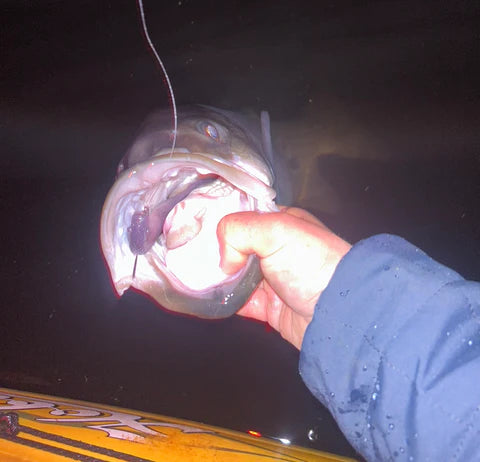 Big Catch Fishing Tackle - Vengeance CX Sea Bass