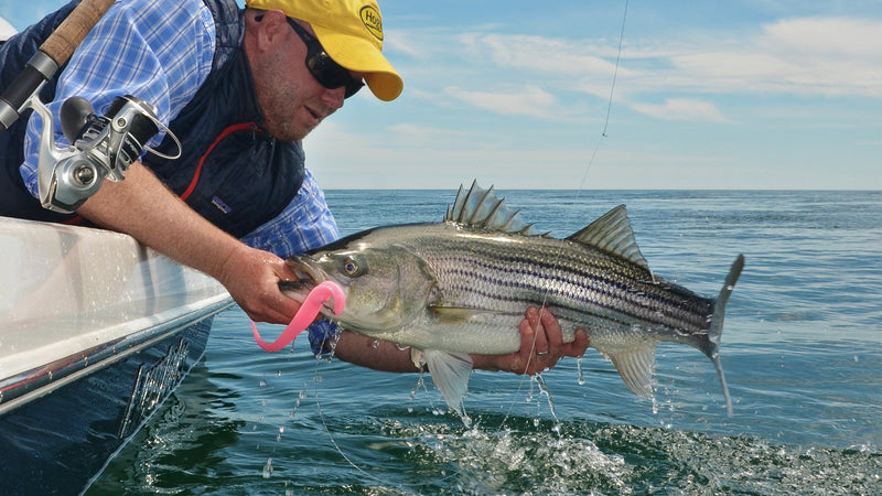 Tackle and Tactics: Rigging Soft Plastics for Striped Bass - The Saltwater  Edge