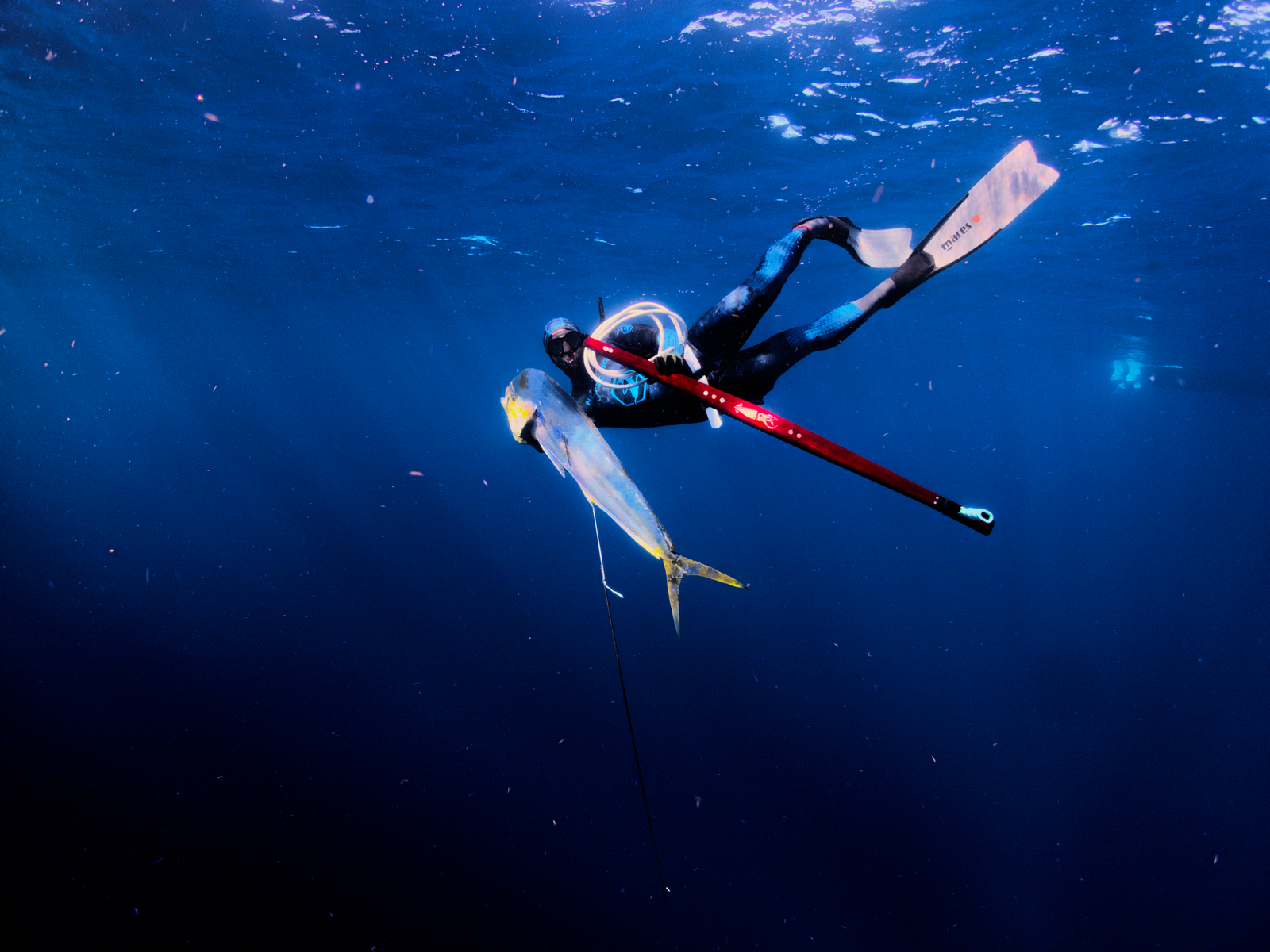 Spearfishing 101 at The Saltwater Edge
