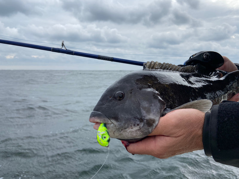 Tackle and Tactics: Jigging for Tog - The Saltwater Edge