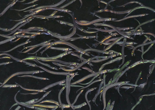 Captain's Picks: Sandeels - A Love/ Hate Relationship