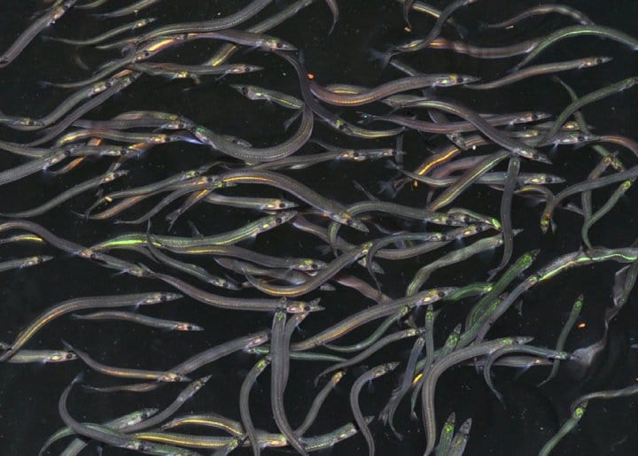 Captain's Picks: Sandeels - A Love/ Hate Relationship