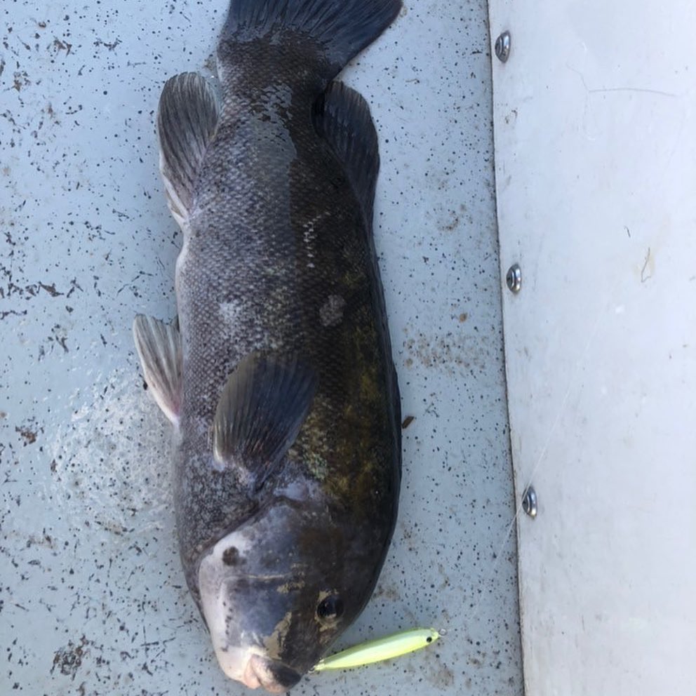 Tackle and Tactics: Hardtail Plan B