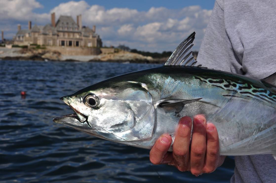 Albie Lures
