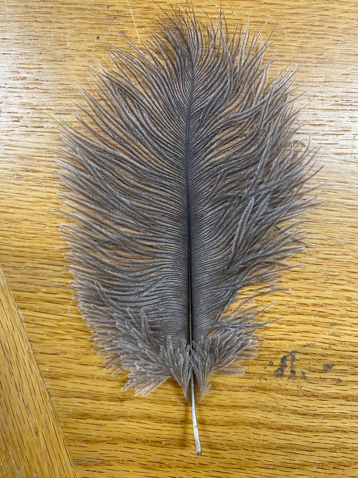 Ostrich Marabou