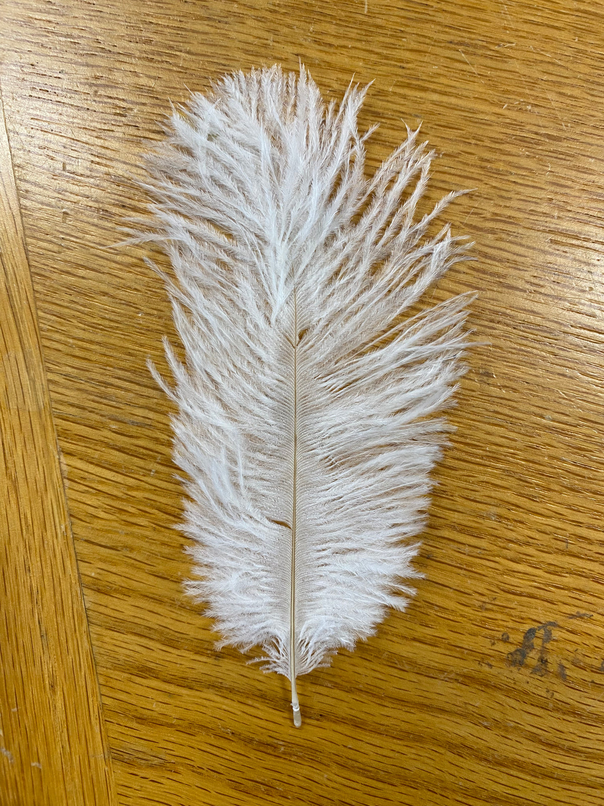 Ostrich Marabou