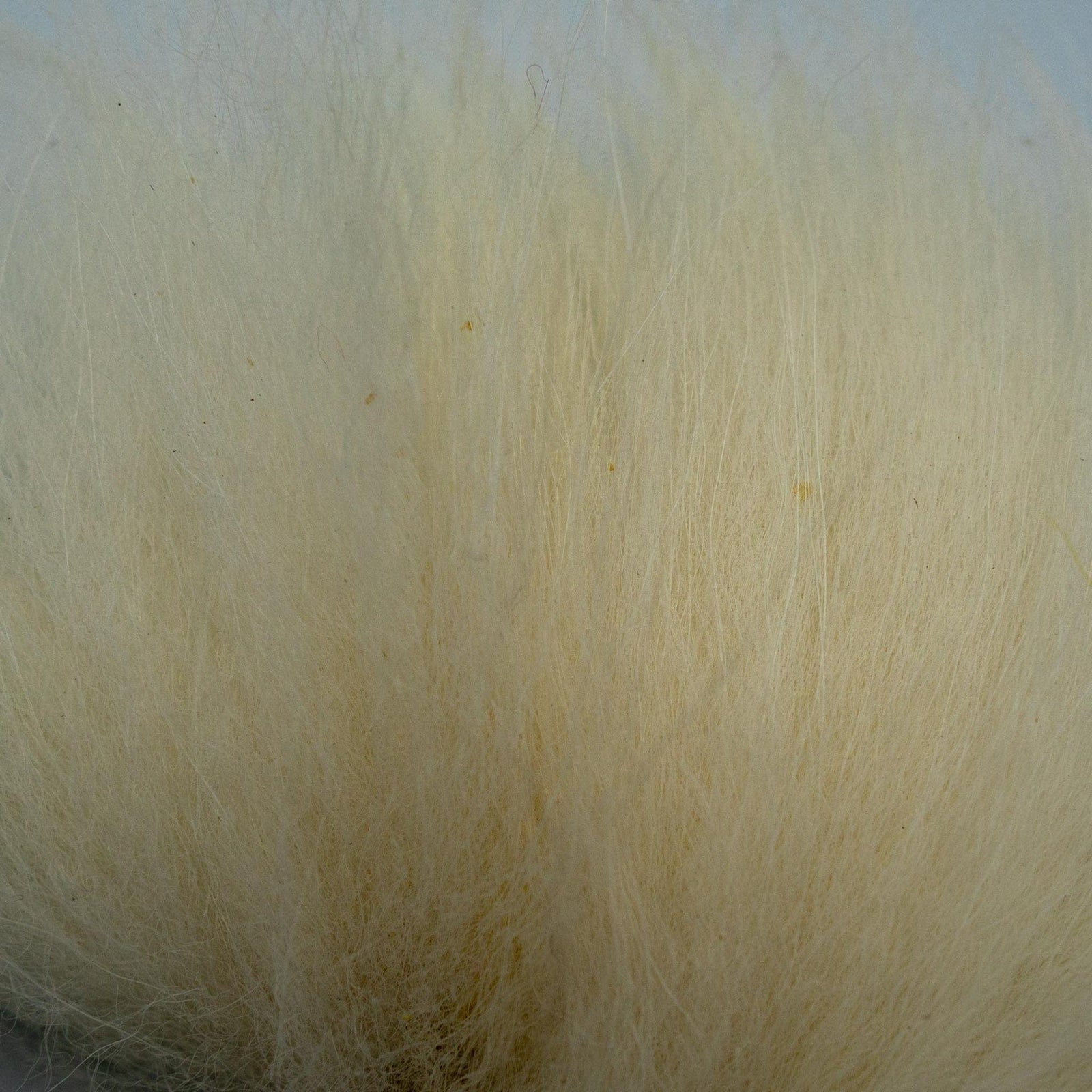 Finn Raccoon Tail White
