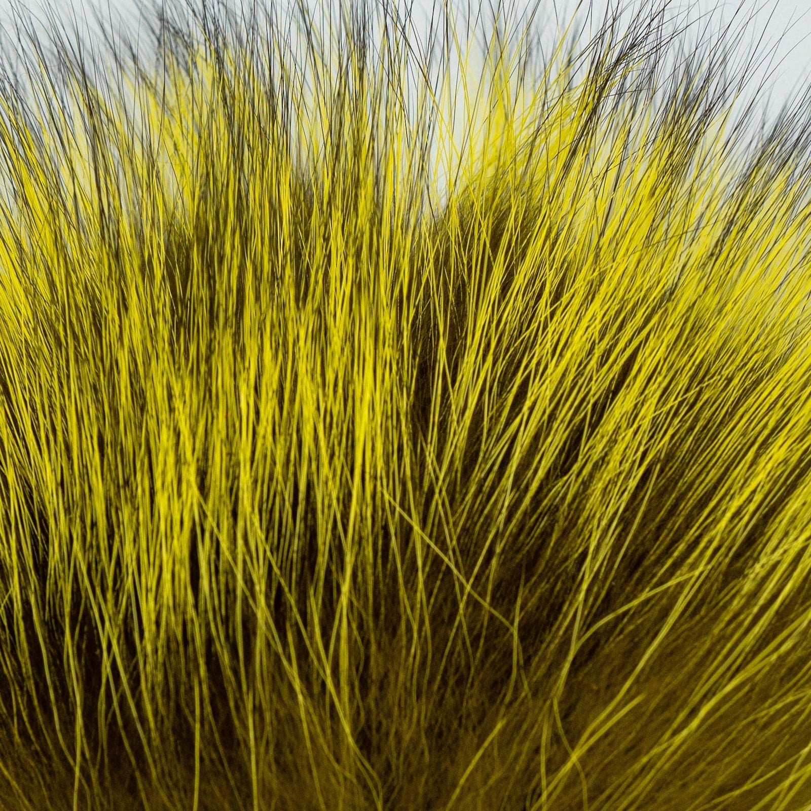 Dyed Silver Fox Hair Yellow