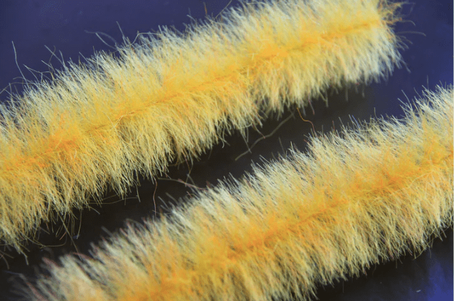 Breast Brushes Yowie Blend Brush Big Bird