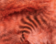 Grizzly Soft Hackle Shrimp Pink