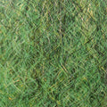  Seaweed