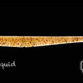 Squid