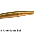  anguila americana