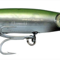  anguila