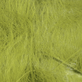  Aceituna