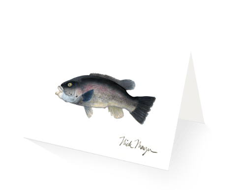 Nick Mayer Note Cards Tautog