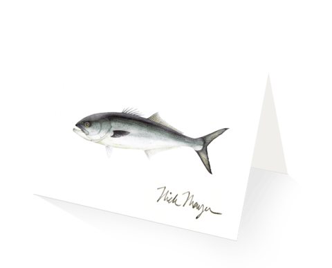 Nick Mayer Note Cards Bluefish