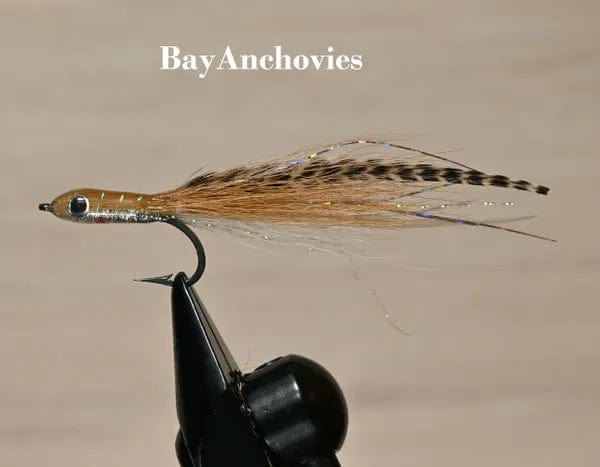 Featherwing Bay Anchovy